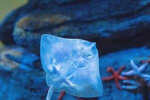 subacqueo scena con un' traslucido Stingray volo a vela al di sopra di corallo con vivace marino vita nel il sfondo. foto