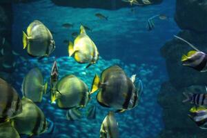 tropicale pesce nuoto con grazia nel un' sereno blu acquario ambiente. foto