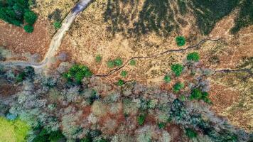 aereo Visualizza di un' avvolgimento sentiero attraverso un' diverso foresta paesaggio, in mostra il contrasto fra denso verdura e Aperto terra. foto