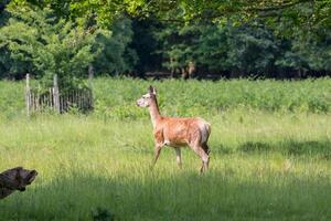 grazioso cervo in piedi nel un' lussureggiante verde campo con alberi nel il sfondo, in mostra natura nel un' naturale habitat. foto