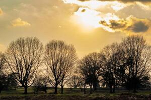 staglia alberi contro un' d'oro tramonto cielo con nuvole. foto