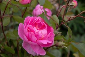 vivace rosa rosa nel fioritura con morbido messa a fuoco verde fogliame sfondo. foto