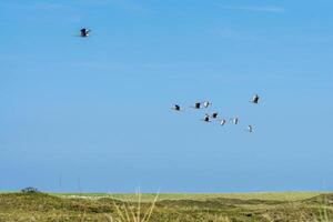 un' gregge di grigio oca, anser risposta, volante al di sopra di il dune di il olandese isola di texel. foto