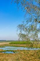 Visualizza di il fochteloerveen, torba, Di più, vicino assente, il Olanda durante un' bellissimo soleggiato giorno foto