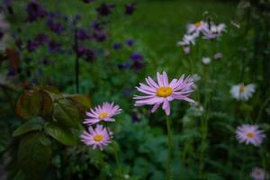 margherite rosa nel crepuscolo del giardino estivo. foto