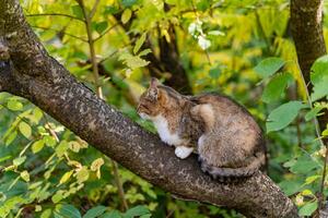 simpatico gatto con a strisce coda seduta su il albero. assonnato gatto riposo su il ramo. tricolore gattino nel il giardino. foto