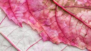 ai generato avvicinamento di un autunno di foglia intricato struttura, in mostra vivace tonalità. ai generato foto