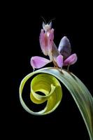 mantide orchidea rosa su foglia foto