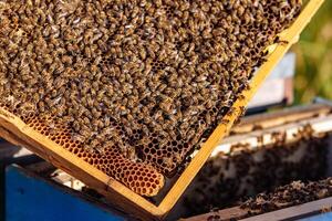 Lavorando api su Favo. montatura di un' ape alveare. apicoltura foto
