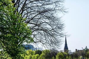 un' albero con un' campanile nel il sfondo foto