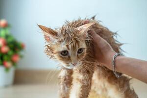 donna di mano dando un' asciutto bagno per un arancia gatto nel il Casa. foto