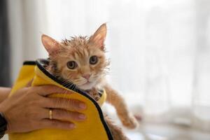 donna di mano dando un' asciutto bagno per un arancia gatto nel il Casa. foto