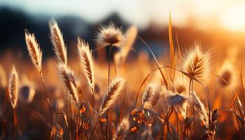 ai generato tramonto al di sopra di prato, d'oro Grano, tranquillo bellezza nel natura generato di ai foto