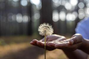 mano è delicatamente Tenere seme testa di dente di leone fiore pianta nel il foresta con sfocato sfondo con copia spazio foto