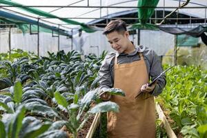 asiatico Locale contadino in crescita insalata lattuga e controllo crescita Vota dentro il politunnel serra utilizzando organici suolo approccio per famiglia proprio attività commerciale e raccolta alcuni per vendita foto