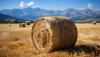 ai generato d'oro Grano i campi rotolo sotto blu cieli, natura raccogliere generato di ai foto