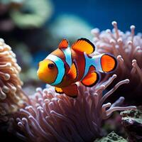 ai generato corallo sinfonia vivace clown pesce nuotare in mezzo colorato corallo scogliera per sociale media inviare dimensione foto