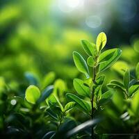 ai generato naturale splendore verde le foglie con bokeh e luce del sole sfondo per sociale media inviare dimensione foto