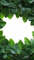 ai generato frondoso confine bellezza verde plumeria foglia telaio su bianca sfondo verticale mobile sfondo foto