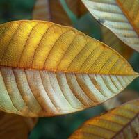 ai generato nature bellezza giovane Mango le foglie nel Marrone, pittoresco sfondo per sociale media inviare dimensione foto