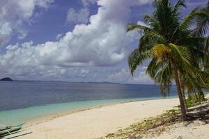 sorprendente tropicale spiaggia con grande palma alberi nel nero isola foto