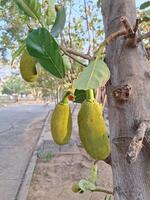 jackfruit albero nel il giardino foto