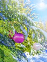 Natale palle su un' neve coperto albero ramo. natale albero sfondo su luce del sole foto