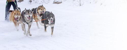 cani nel imbracatura traino un' slitta concorsi nel inverno su kamchatka penisola foto