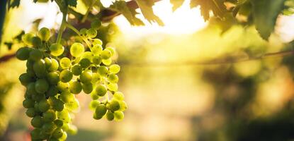 mazzo di verde uva sospeso su il vite foto