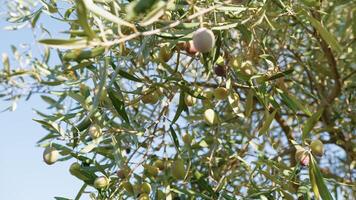 maturo olive su albero ramo foto