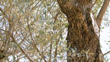 secoli vecchio oliva albero tronco foto