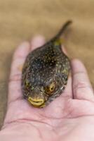 acqua salata pesce - puffer pesce nel mano foto