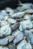 emorroidi di fresco mare pesce catturato di pescatori nel il mattina e venduto a il Locale mercato su il spiaggia foto