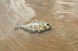 macchiato di bianco pesce coniglio o siganus canaliculatus morto a partire dal avvelenamento di tuba impianti o derris. foto