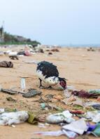 cairina moschata -domestica muta anatra guardare per cibo nel emorroidi di sciocchezze sparpagliato su il spiaggia. plastica inquinamento, ambientale i problemi foto