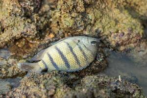 un' Bengala sergente morto perché un irresponsabile persona Usato pesce veleno a partire dal il radici di il tuba pianta o derris. foto