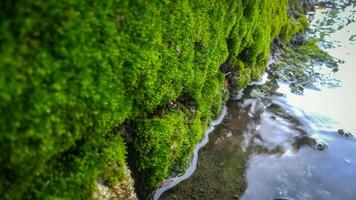 avvicinamento di pozzanghera con verde muschio su il pietra foto