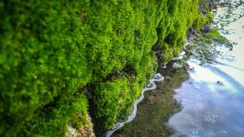 avvicinamento di pozzanghera con verde muschio su il pietra foto