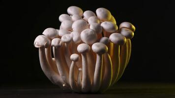 avvicinamento di un' mazzo di shimeji funghi con diverso colori su buio sfondo foto