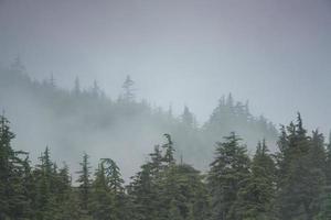 nebbiosa foresta pluviale dell'Alaska