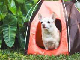 Marrone corto capelli chihuahua cane seduta nel il arancia campeggio tenda su verde erba, all'aperto, guardare lontano. animale domestico viaggio concetto. foto