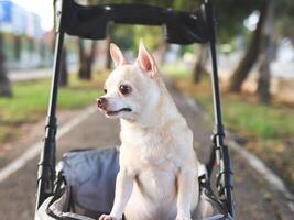 contento Marrone corto capelli chihuahua cane in piedi nel animale domestico passeggino nel il parco. sorridente felicemente e guardare lateralmente curiosamente. foto