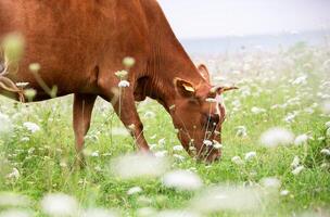 un' rosso mucca sfiora nel un' fiore prato. foto