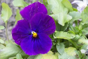 viola viola del pensiero fiore su verde erba sfondo foto