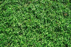 astratto verde erba struttura sfondo foto