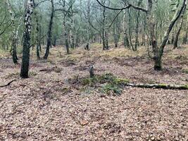 un' Visualizza di il cheshire campagna a peckforton foto