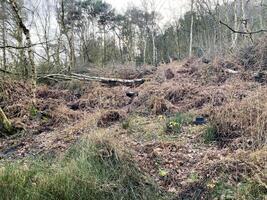 un' Visualizza di il cheshire campagna a peckforton foto