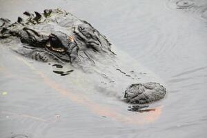 un' Visualizza di un alligatore nel Florida foto