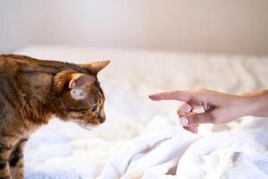 femmina giocando con sua gatto su il letto. foto