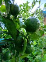 giardino e verde Limone frutta nel tailandese agricoltori giardino foto